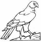 Falcon Coloring Pages Bird Peregrine Color Drawing Getcolorings Birds Netart Bir Printable sketch template
