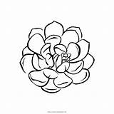 Succulent Coloring Pages sketch template