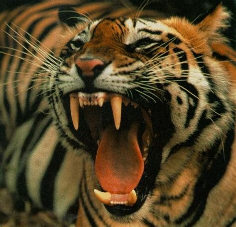 tiger roaring   law