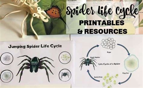 life cycle   spider printables  resources simple living mama