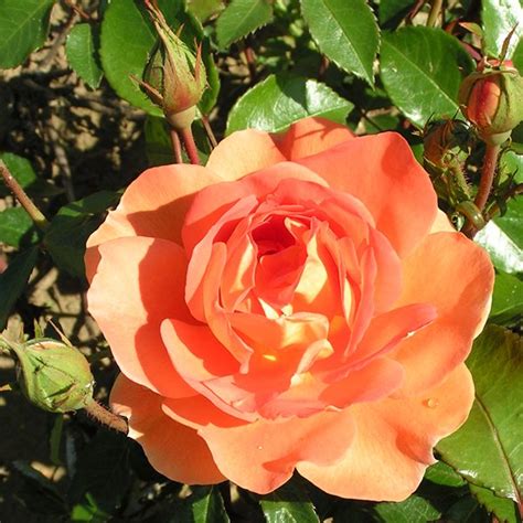 buy pat austin rose bush trevor white roses  rose specialist