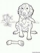 Setter Spotted sketch template