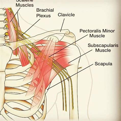 brachial plexus anatomy   partnership brachial plexus