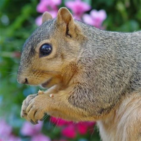 keeping squirrels  digging  plants thriftyfun