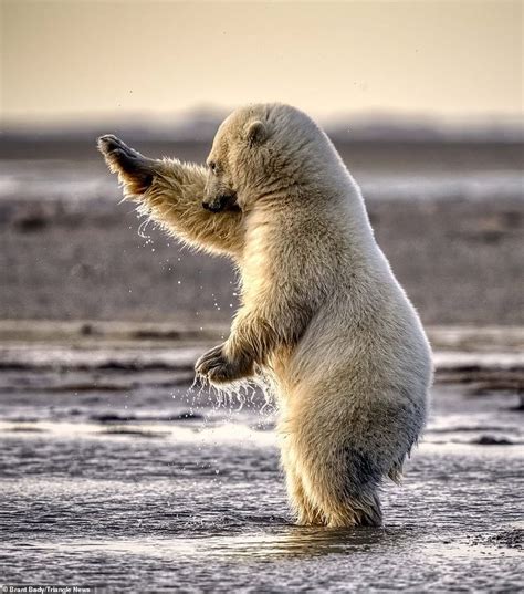Adorable Photos Show Polar Bears Dancing And Play Fighting In Alaska In