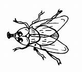 Fliege Ausmalen Ausmalbilder sketch template