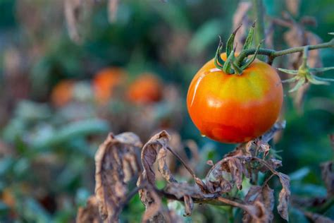 tips  protect tomato plants  extreme heat tomato bible
