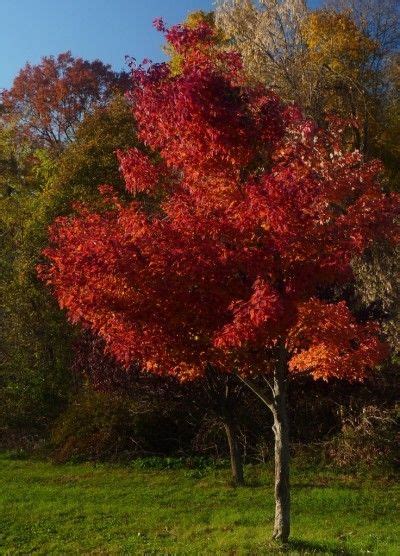 care  red maple trees   grow  red maple tree red maple tree