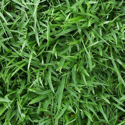 zoysia empire grass seeds  lb grelly usa