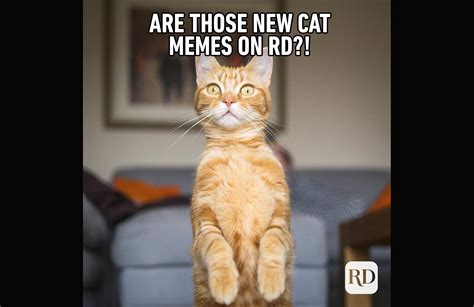Hilarious Cat Memes You’ll Laugh At Every Time Reader S