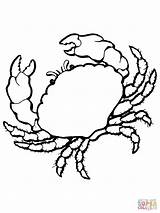 Crab Coloring Pages Colouring Sea Animals Print Realistic Printable Color Seashell Shells Drawing Clip Sheet Animal Cliparts Kids Clipart Shell sketch template