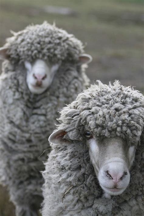 australian wooly neighbours pet  pets animals