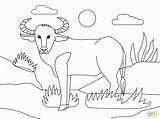 Coloring Water Buffalo Pages Printable Categories sketch template
