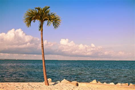 single palm tree  tampa bay photograph  sharon dominick fine art