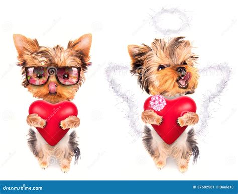 lover valentine puppy dog   red heart stock image image  love