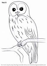 Owl Drawing Draw Step Tawny Owls Drawings Bird Tree Tutorial Simple Outline Animal Sketches Birds Easy Tutorials Sketch Pencil Drawingtutorials101 sketch template