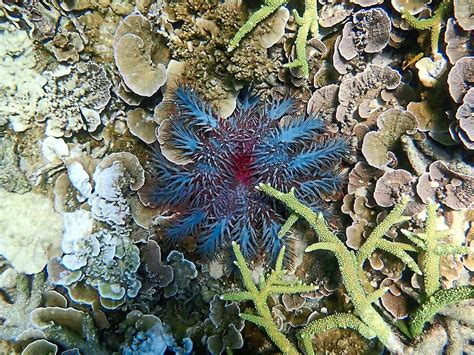 coral eating starfish removed  marine park  star