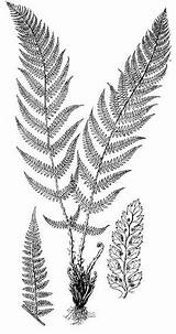 Coloring Pages Fern sketch template