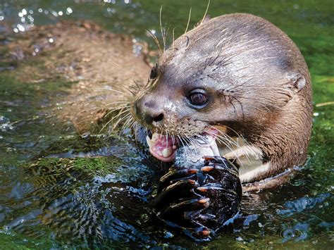 Fun Facts About A Critter You Otter Get To Know – Scout Life Magazine