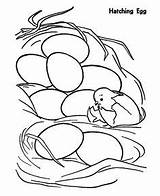 Hatching Egg Eggshell sketch template