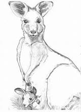 Kangaroo Coloring Color Pages Kids Printable Joey Library Clipart sketch template