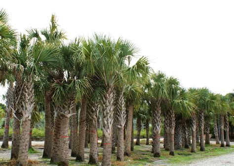 North Carolina Palm Trees Paradise Palms Nc