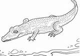 Coloring Pages Caiman sketch template