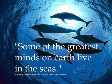 quotes  dolphin intelligence  quotes