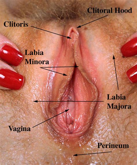 Huge Clit Clits Pussy Vagina Pics Clitoris Big Wet