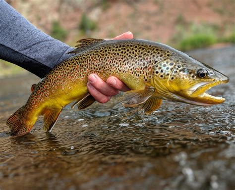 fall quickly approaching  brown trout  beginning  color