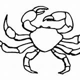 Crab Fiddler Coloring 99kb 300px sketch template
