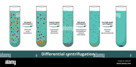 differential centrifugation visualization   stages  progressively higher speeds