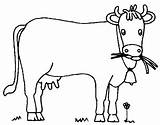 Coloriage Vache Vaca Vacas Mucca Colorat Pintar Vacuta Imagini Colorare Aprenden Divierten Juegan Disegno Vitel Planse Plansa Fisa Kuh Ausmalbild sketch template