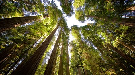Redwood National And State Parks Vacations 2017 Package