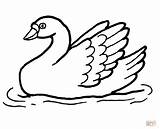 Swan Cigno Coloring Cigni Disegni Zwaan Schwan Kleurplaat Ausmalbild Nuotatore Unico Getdrawings Bambini Vola Reale sketch template