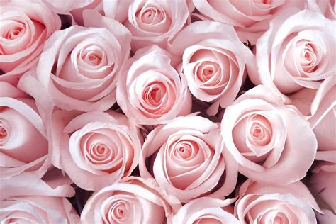 rose color meanings      romantic factsnet