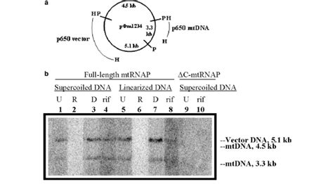 analysis  rna polymerase activity  hybridization  labeled rna  scientific