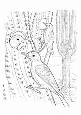 Cactus Coloring Wren Pages Parentune Worksheets sketch template