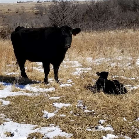 calving stages   expect   cows expecting boots hooves homestead
