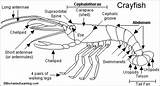 Crayfish Printout Marine Dissection Enchanted Crustacean Labeling Cray Classical Karya Lobster Grasshopper Freshwater Carapace Classification 5th Agung Sebuah sketch template