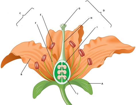 diagram quiz  flower parts