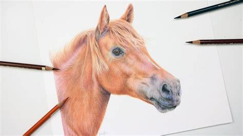 draw  horse  colored pencil drawing tutorial youtube