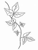 Poison Coloring Vines Leaf Sketch Planta Bestcoloringpagesforkids Sketchite sketch template