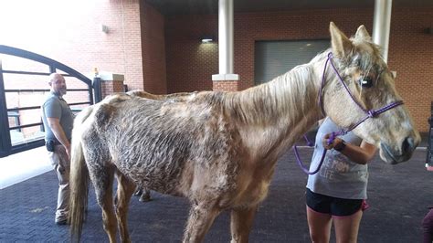 neglected horses rescued  hawkins county