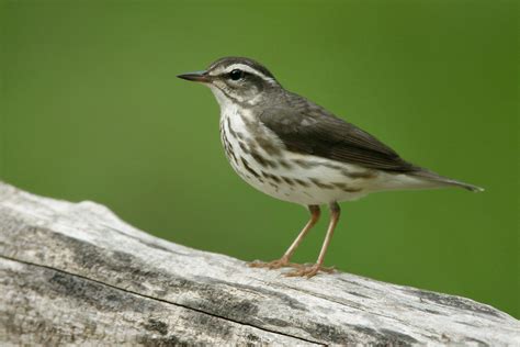 Louisiana Waterthrush Audubon Field Guide