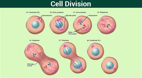 cell division mitosismeiosis   phases  cell cycle