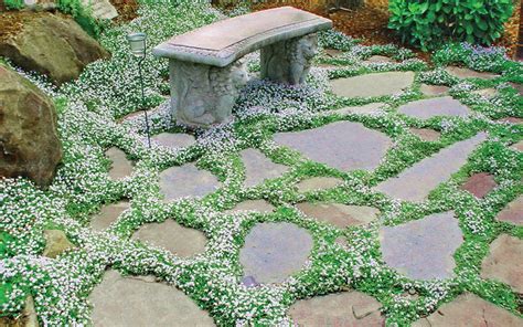 ground cover plants  pavers    grow stepping stones