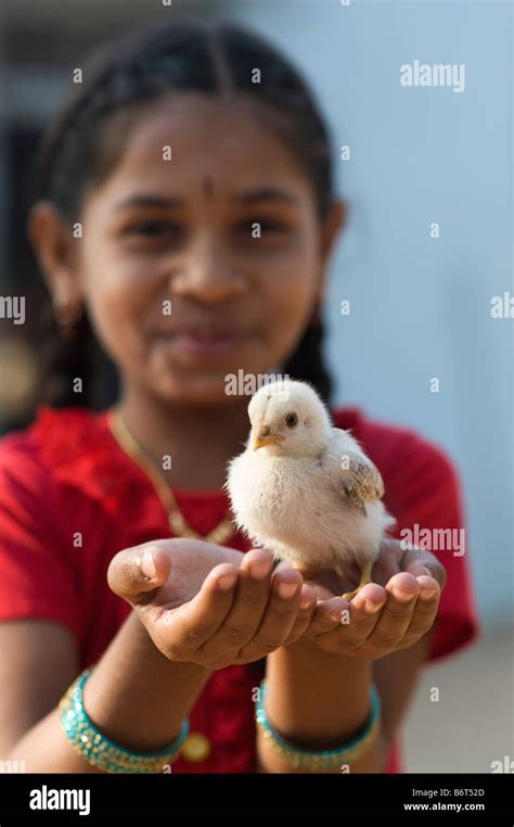 Young Indian Girl Holding A Chick In The Palm Of Her Hands Andhra