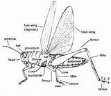 Bug Parts Anatomy Insect Body Wings Insects Key Wing Ufl Edu Entnemdept Grasshopper Animal Diagram Drawing Bugs Locust Basic Club sketch template