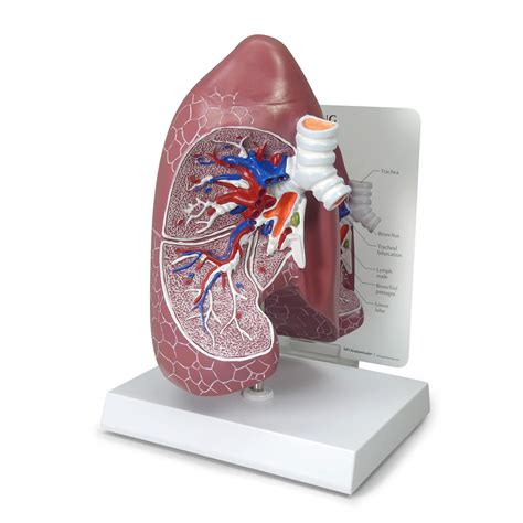 anatomical model lung